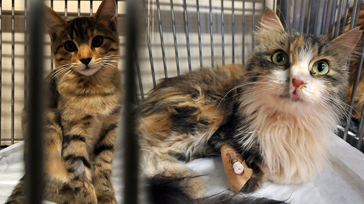 Rıza Bey Apartmanı enkazından 100 saat sonra çıkarıldı!