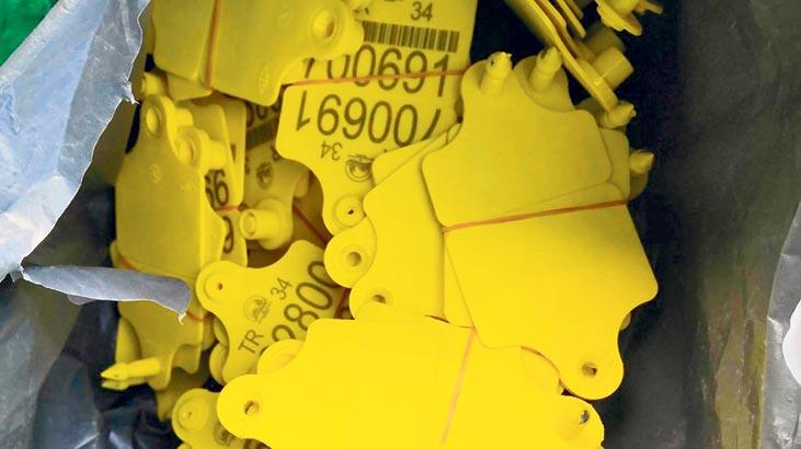 Sağlıksız hayvanlara ‘ikiz küpe’ taktılar