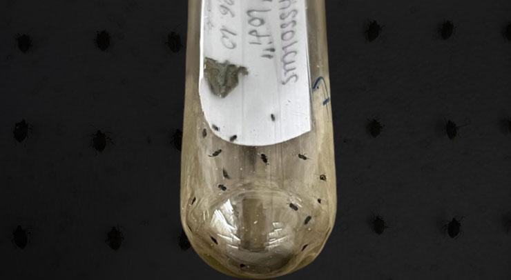 Samuray arıları Türkiye'de! 17 ilde görüldü, harekete geçildi