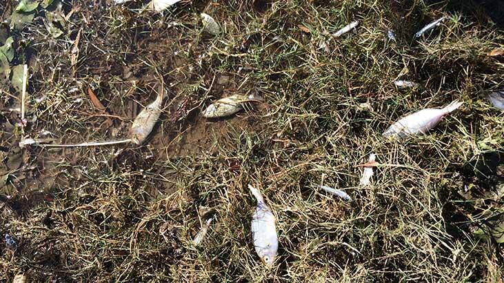 Seferihisar'da balıklar karaya vurdu