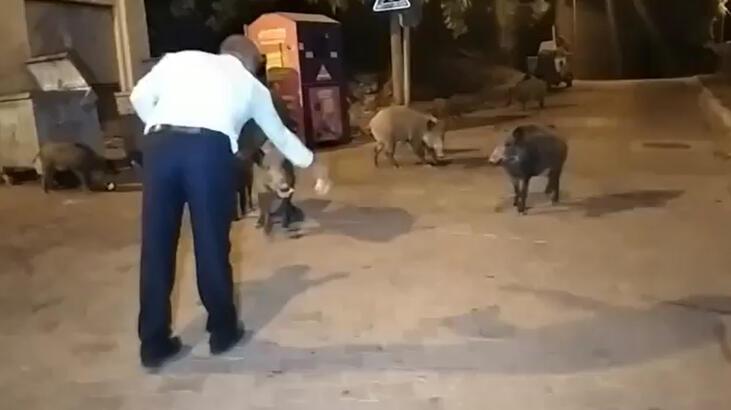 Şehre inen yaban domuzlarını elleriyle beslediler