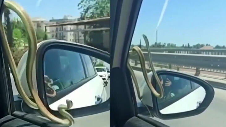 Seyir halindeyken otomobilin camındaki yılanı gördüler
