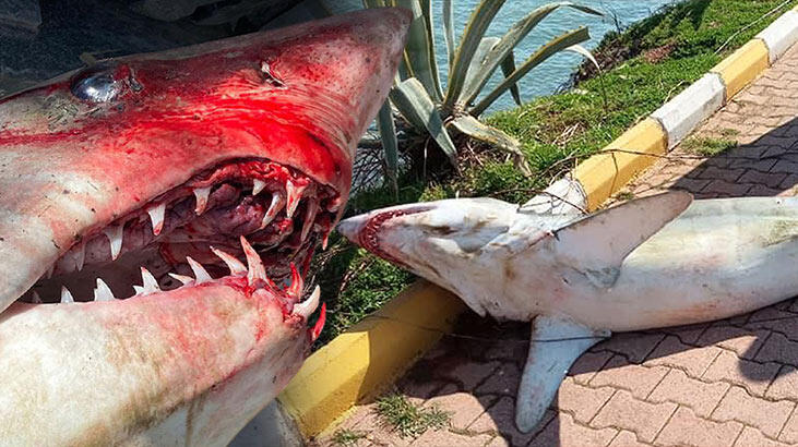 Antalya'da inanılmaz görüntü! 1.5 metrelik köpek balığı kıyıya vurdu