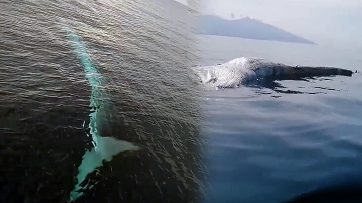 Dünyanın en büyük ikinci balina türü! Adana'da görüldü