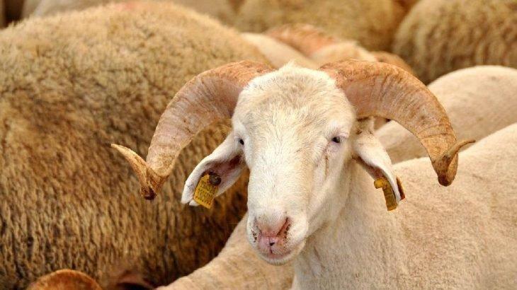 Resmen belli oldu! Kurban kesimi için kurallar açıklandı