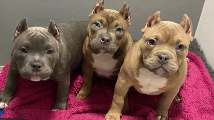 Sosyal medya trendi yüzünden köpeklerin kulakları kesiliyor