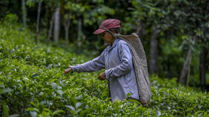 Sri Lanka petrol borcunu çayla ödeyecek!