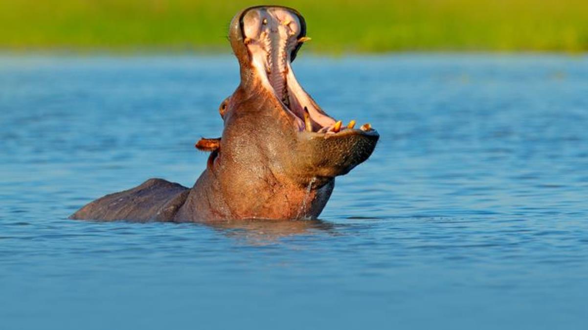 Su aygırı, yuttuğu 2 yaşındaki çocuğu sağ olarak geri çıkardı
