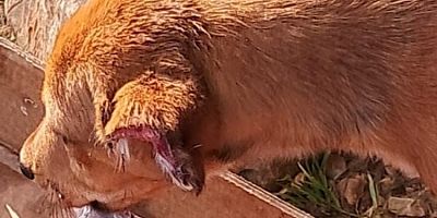 4 yavru köpeğin kulak ve kuyruklarını kestiler