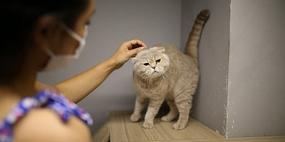 5 yıldızlı evcil hayvan otelinde bayram yoğunluğu