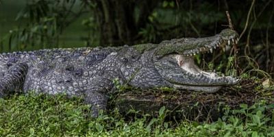 8 yaşındaki çocuğu timsah yuttu