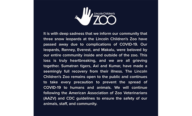 ABD’de 3 kar leoparı Kovid-19’dan öldü