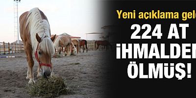 Adalar'daki atların 224'ü bakımsızlık yüzünden ölmüş
