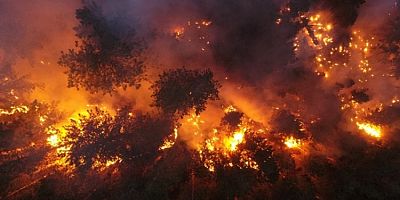 Bakan Pakdemirli son durumu paylaştı