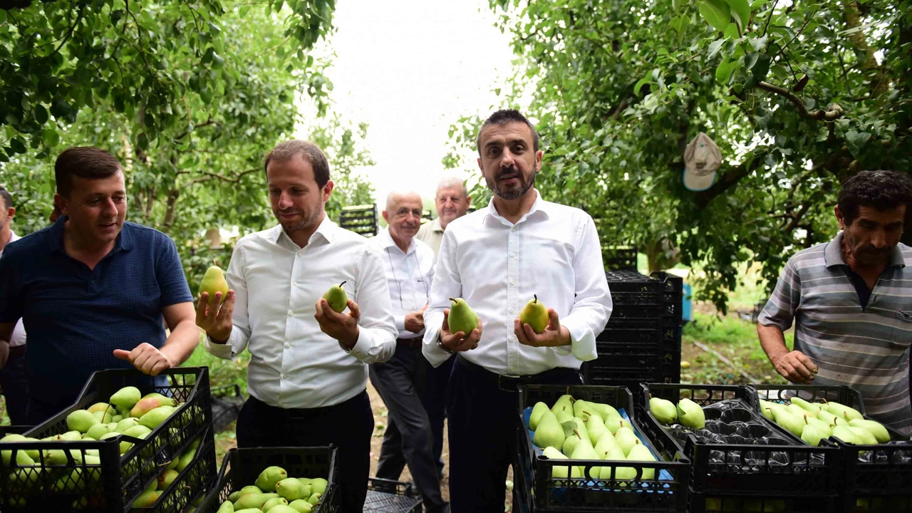 Başkan Tanır ve Milletvekili Kılıç Kestel’de Armut Hasadına Katıldı
