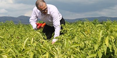 Biber tarlada 2, pazarda 10 lira