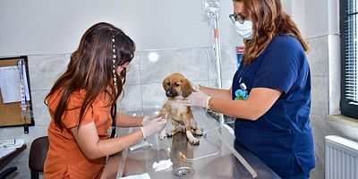 Bursa Büyükşehir'den can dostlara şefkat eli