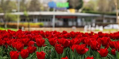 Bursa Büyükşehir, parkları lale ve çiçeklerle renklendirdi