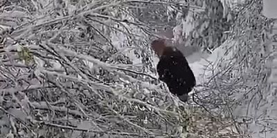 Bursa'da ağaç, elektrik direğinin üzerine devrildi!