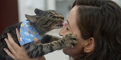 Bursa'da ameliyat edilen 'Ali Cabbar' ismi verilen sokak kedisi yeni yuvasını arıyor