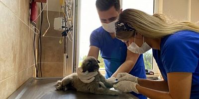 Bursa'da araba çarpan köpek tedavi altına alındı