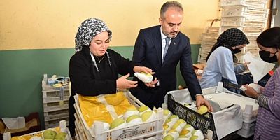 Bursa'da armut bahçelerinde hasat bereketi