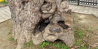 Bursa'da asırlık ağacın yaraları sarıldı