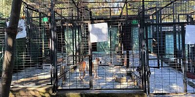 Bursa’da ata saldıran köpek yakalandı