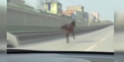 Bursa'da başıboş atlar tehlike saçıyor