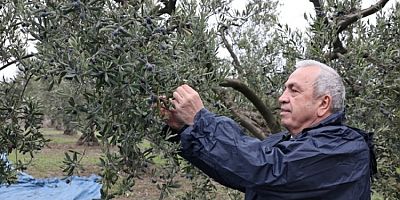Bursa'da Başkan Şadi Özdemir zeytin hasadına katıldı