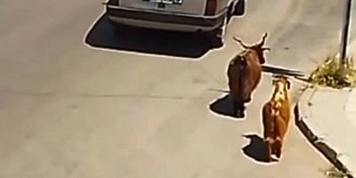 Bursa'da bir sürücü keçileri kaçırdı!