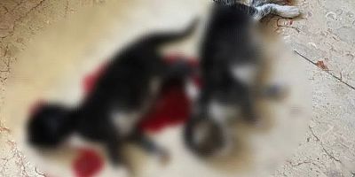 Bursa'da büyük vahşet! 6 kedi başları kesilerek öldürüldü