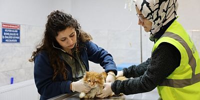 Bursa'da can dostlar yeni yuvalarına kavuşuyor