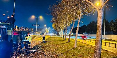 Bursa'da çınar ağaçlarına kış bakımı