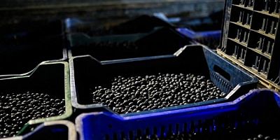 Bursa'da Gemlik Belediyesi Gemlikli üreticilerden 75 ton zeytin alıyor