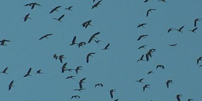 Bursa'da gökyüzünde leyleklerin dansı