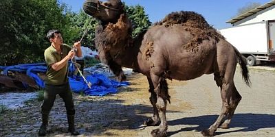 Bursa'da güreşçi deve, kurbanda alıcısını bekliyor