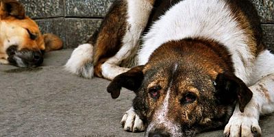 Bursa'da Halkçı Liseliler'den sokak hayvanlarının toplatılmasına tepki!