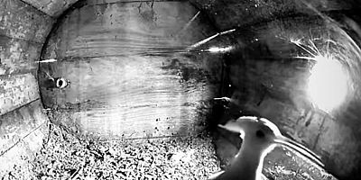 Bursa'da İbibik 'Lisa', 7'nci yılda da aynı yuvaya geldi