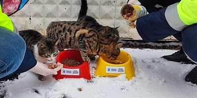 Bursa'da kar bastırdı, Büyükşehir can dostları unutmadı