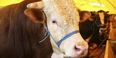 Bursa'da kurban kesim ve satış yerleri belli oldu!