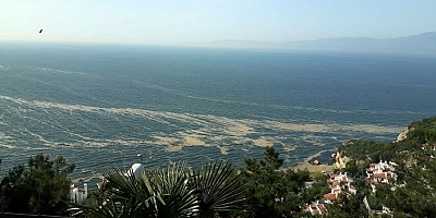 Bursa'da Mudanya sahili kahverengiye büründü!