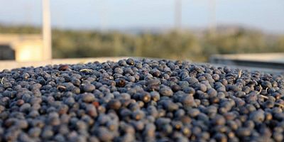 Bursa'da Mudanya zeytin turizmiyle markalaşacak!