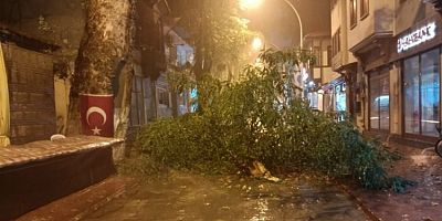 Bursa'da şiddetli rüzgâr yüzyıllık ağacı devirdi