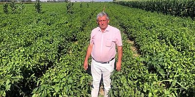 Bursa'da tarlada 5 liraya pazarda 35 lira