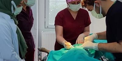 Bursa'da veteriner fakültesi öğrencilerine uygulamalı eğitim