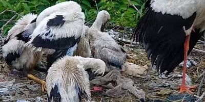 Bursa'da Yaren leyleğin yavruları ayaklandı