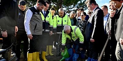 Bursa'da zeytin fidanları toprakla buluştu