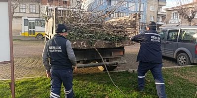 Bursa Gemlik'te park ve yeşil alanlarda budama çalışmaları sürüyor