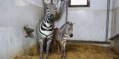 Bursa Hayvanat Bahçesi’nde zebra ailesi büyüyor
